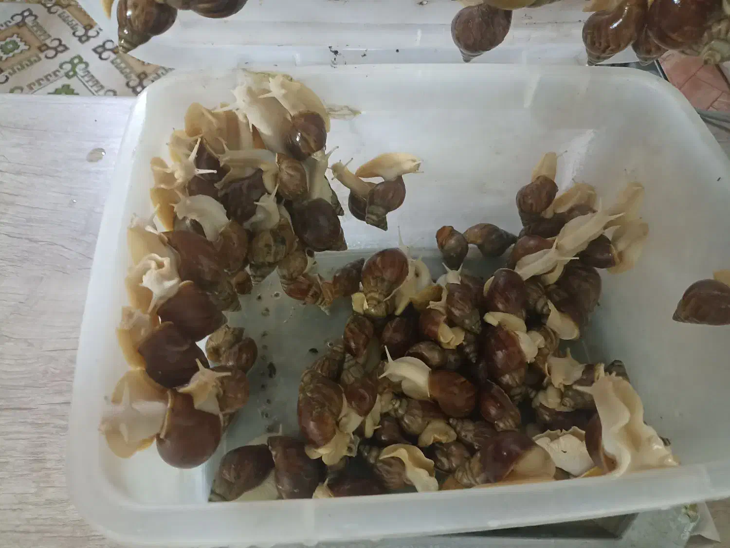 حلزون|خزنده|مشهد, ایثارگران|دیوار