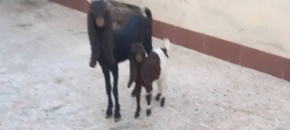 بز افغانی پاکستانی|حیوانات مزرعه|اهواز, پردیس دو|دیوار