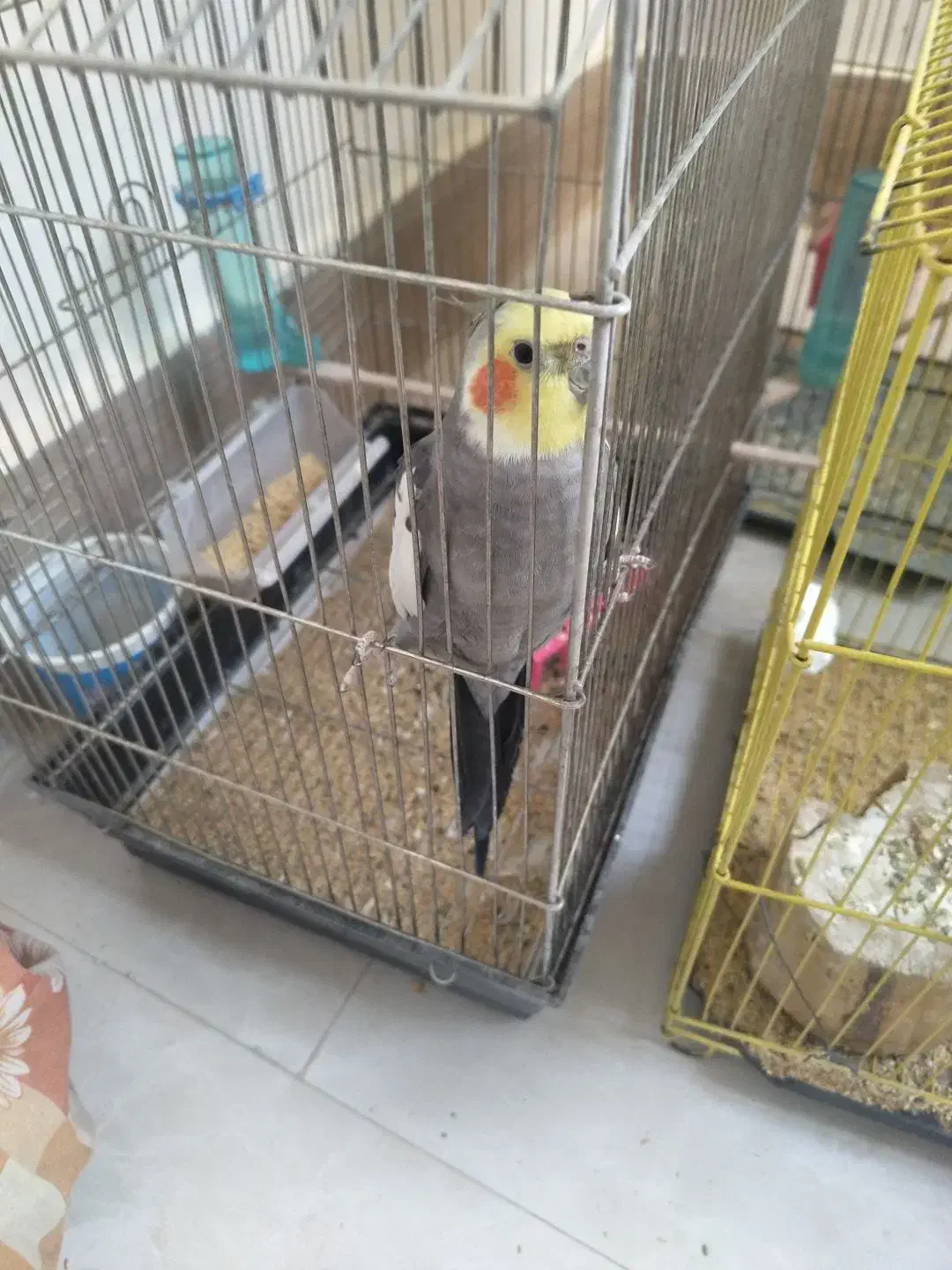 عروس هلندی جوجه عروس جوجه کتوله|پرنده|سبزوار, کهنه آب|دیوار