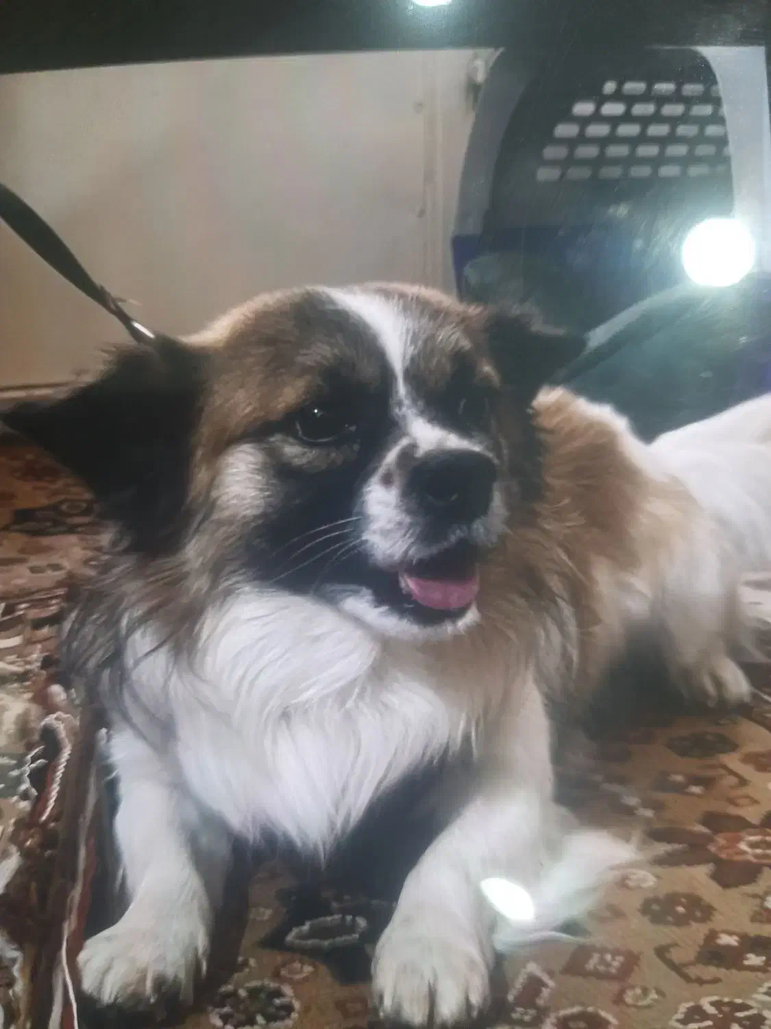 واگذاری سگ|سگ|سیرجان, |دیوار