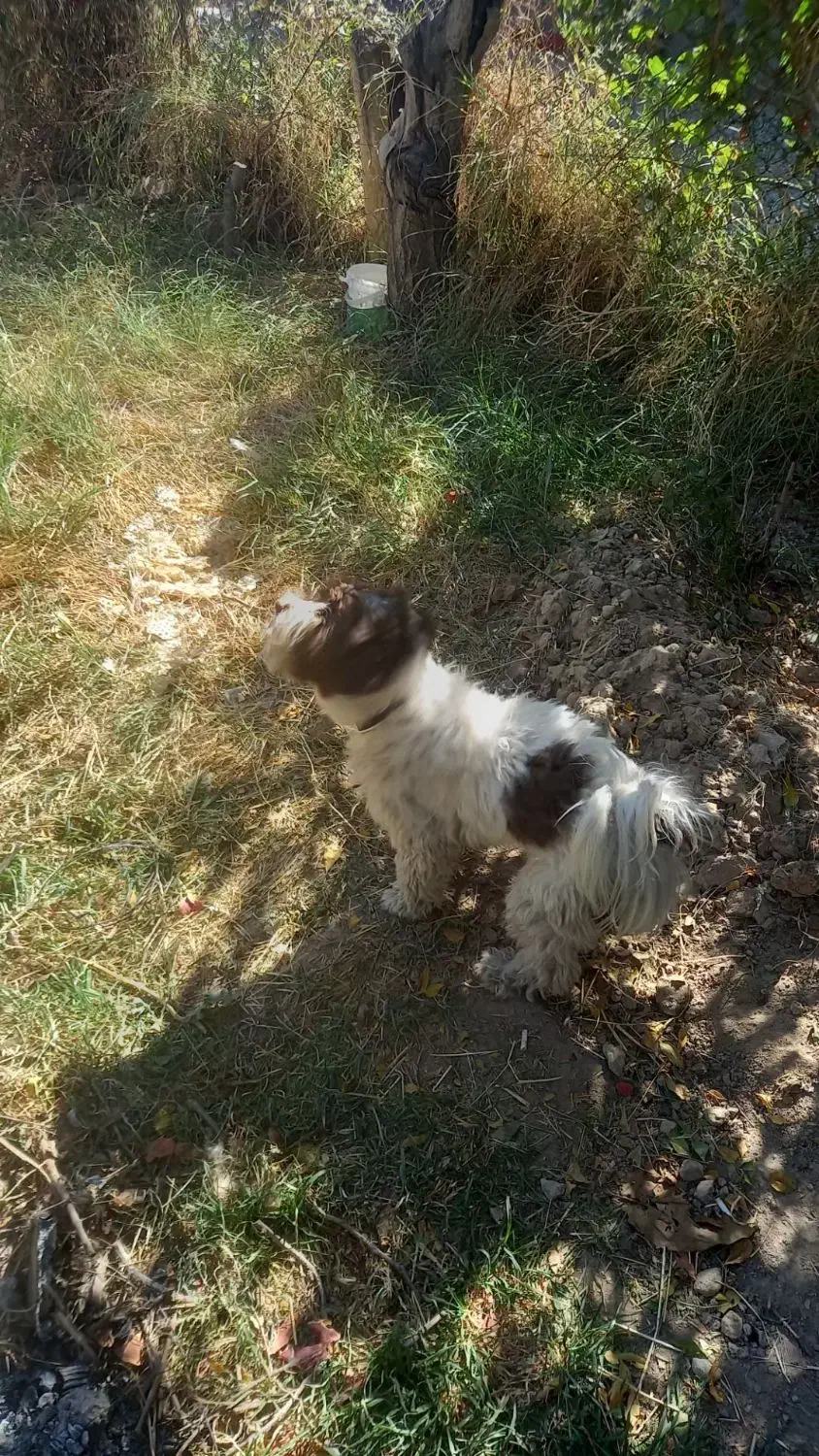 سگ پاکوتاه|سگ|قشلاق دشت, |دیوار