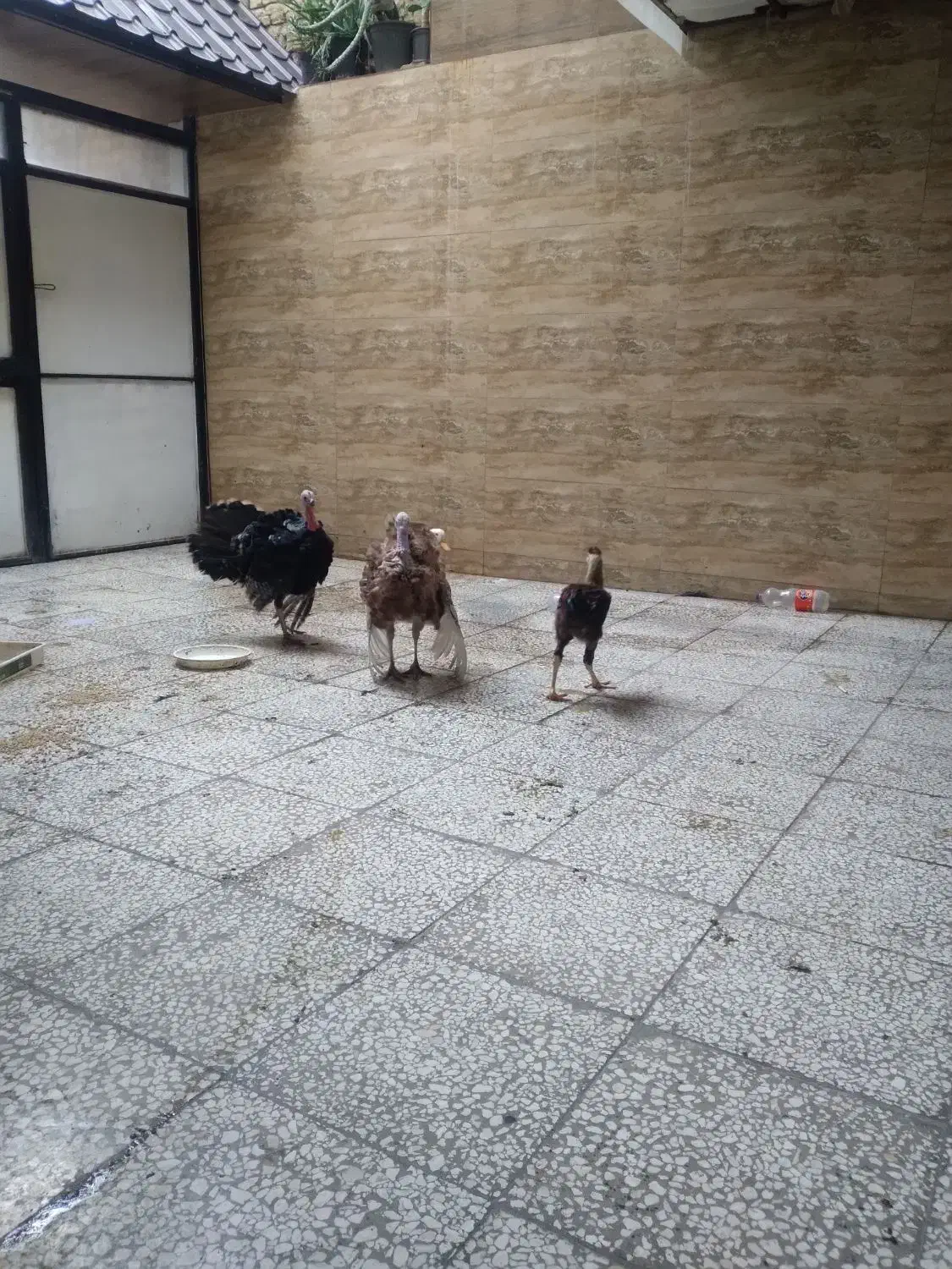 بوقلمون نر|حیوانات مزرعه|گرگان, |دیوار