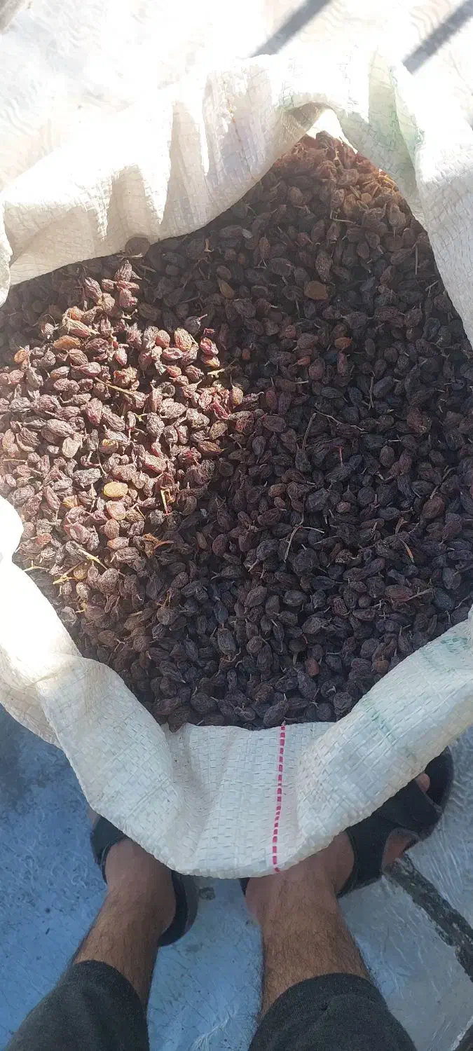 فروش آفتابی معمولی بوانات|خوردنی و آشامیدنی|بوانات, |دیوار