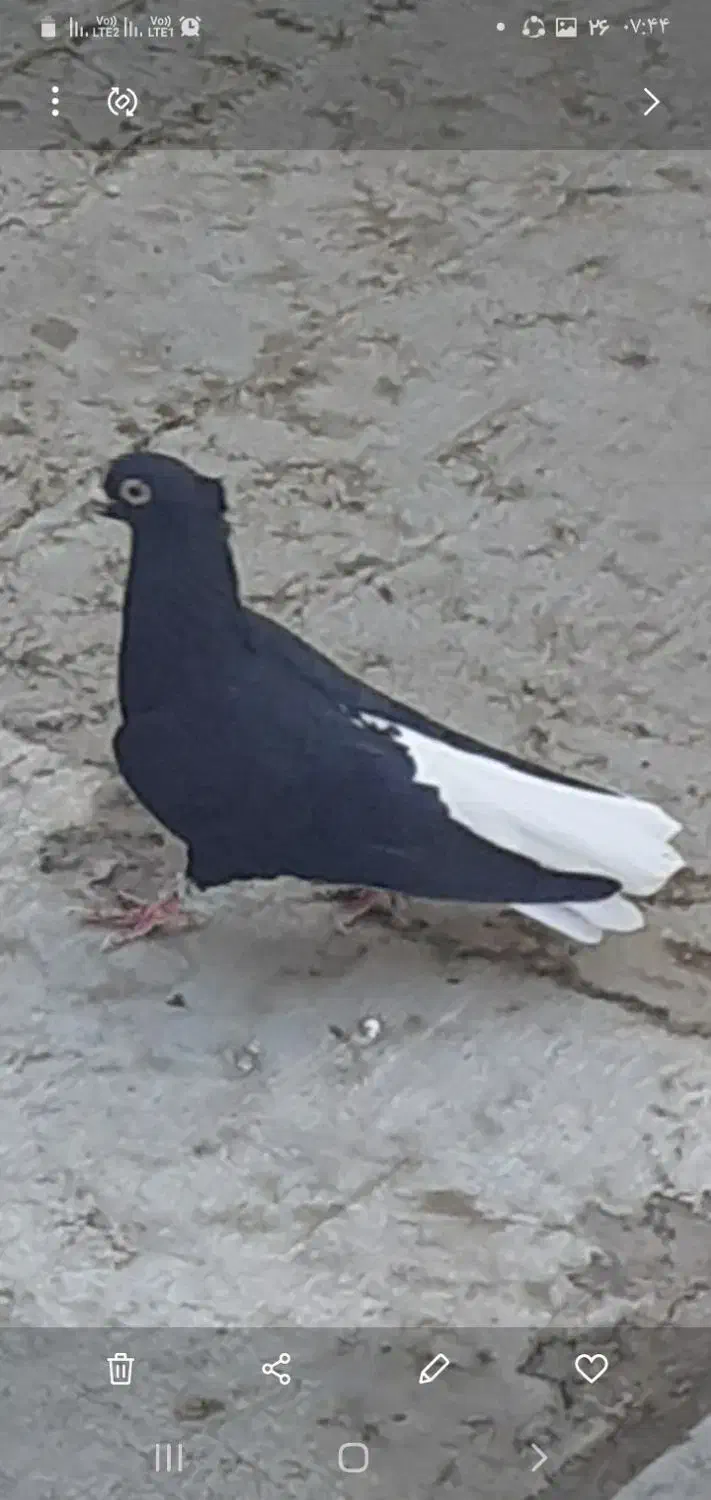 کبوتر|پرنده|قزوین, |دیوار