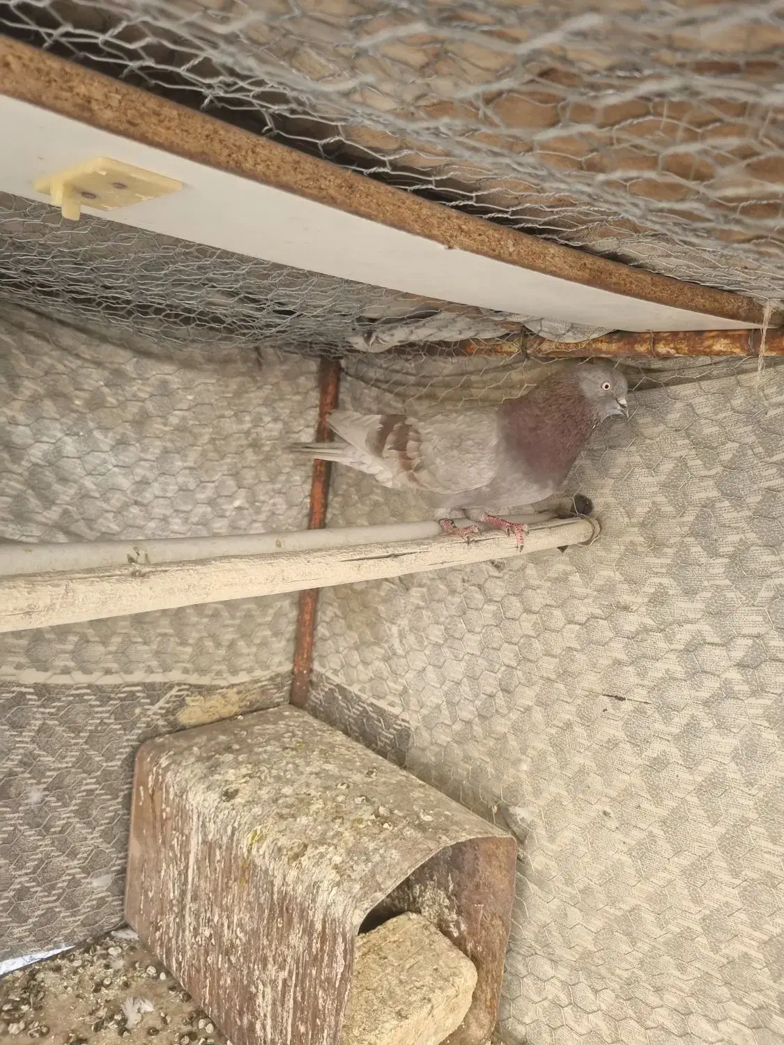 سرخ پیس|پرنده|پیر بکران, |دیوار