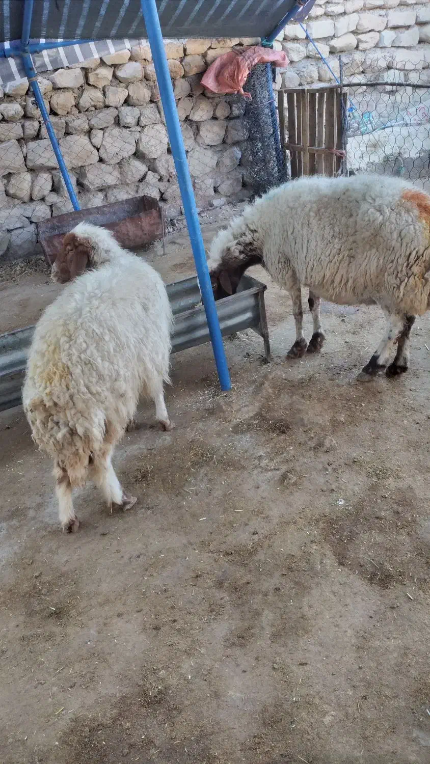 گوسفند میش بره|حیوانات مزرعه|دره شهر, |دیوار