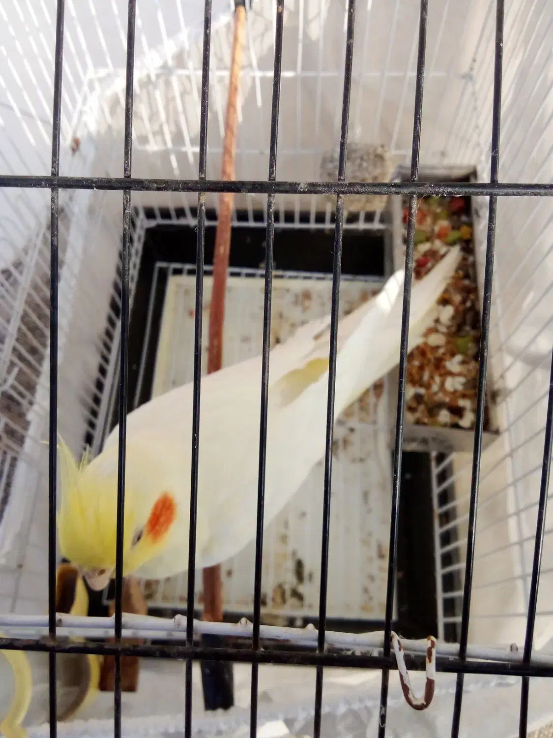 عروس هلندی|پرنده|بهشهر, |دیوار