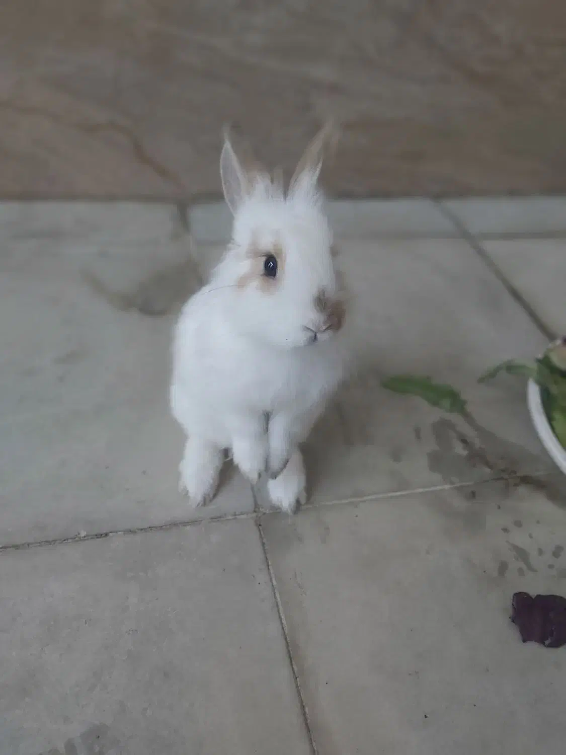 فروش خرگوش یک و نیم|موش و خرگوش|پیرانشهر, |دیوار