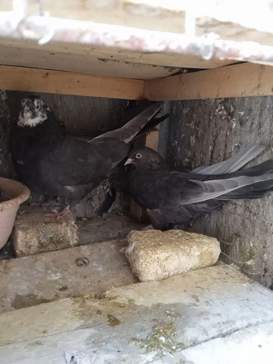 نر و ماده سرکه ای عتیقه|پرنده|فارسان, |دیوار