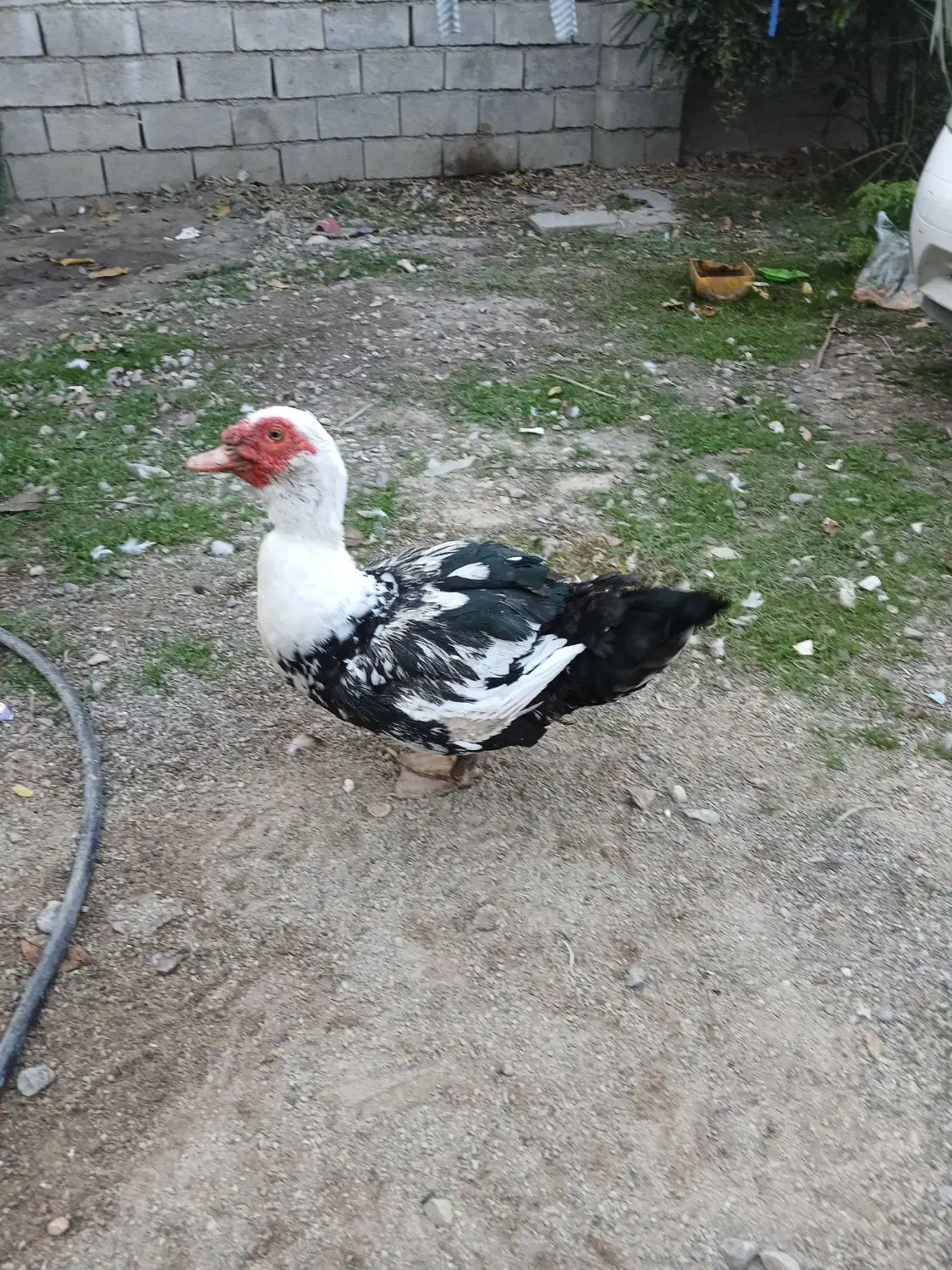 اوردک خارجی یک جفت بالغ و سرحال|حیوانات مزرعه|گنبد کاووس, |دیوار