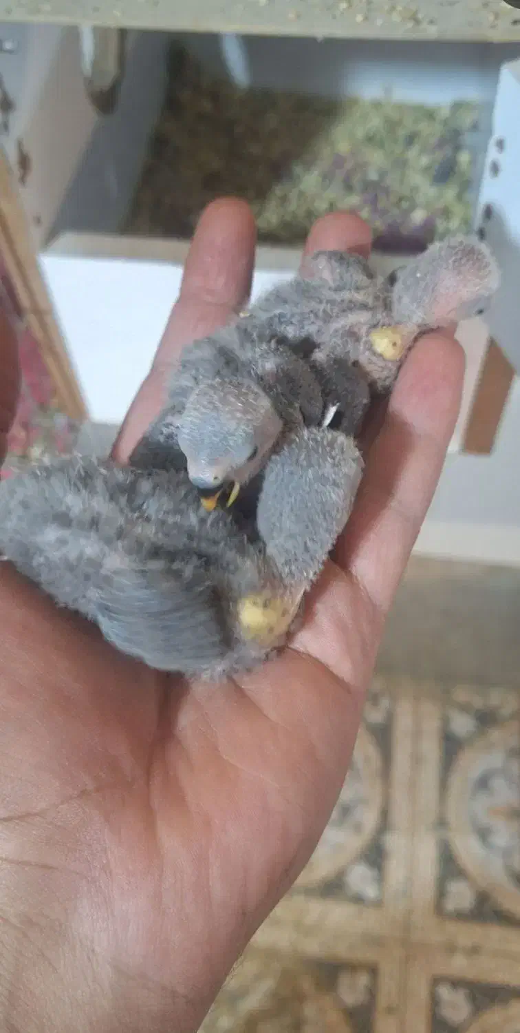 جوجه سرلاکی طوطی برزیلی یا کوتوله مرودشت|پرنده|مرودشت, ژیان|دیوار