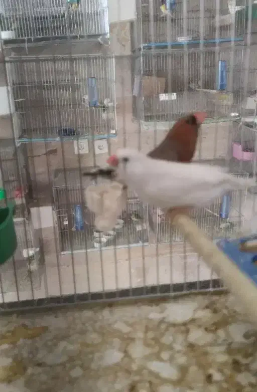 فروش فنچ|حیوانات|رامهرمز, |دیوار