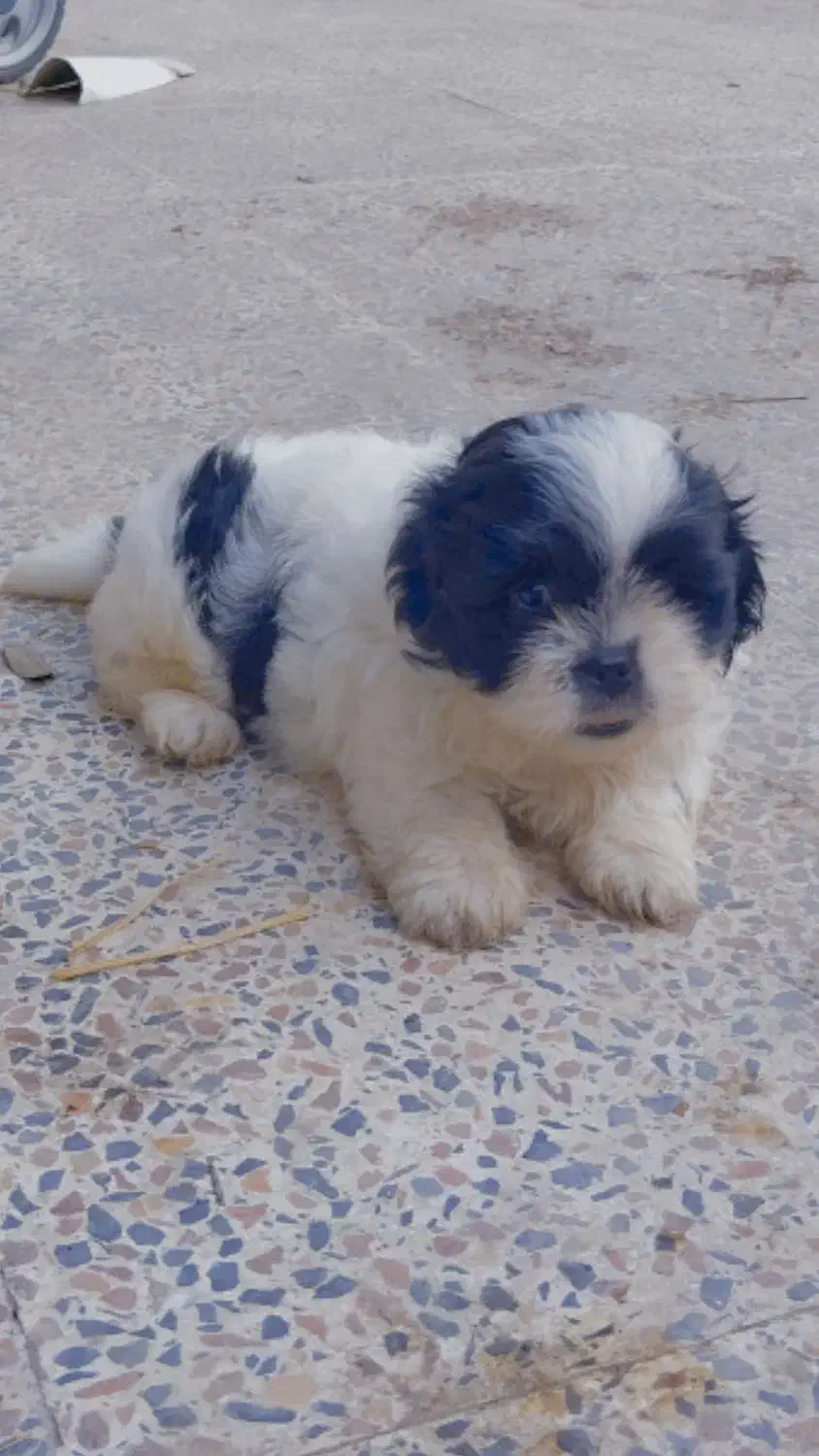 توله شیتزومالتیزعروسکی نر|سگ|رشت, جانبازان|دیوار