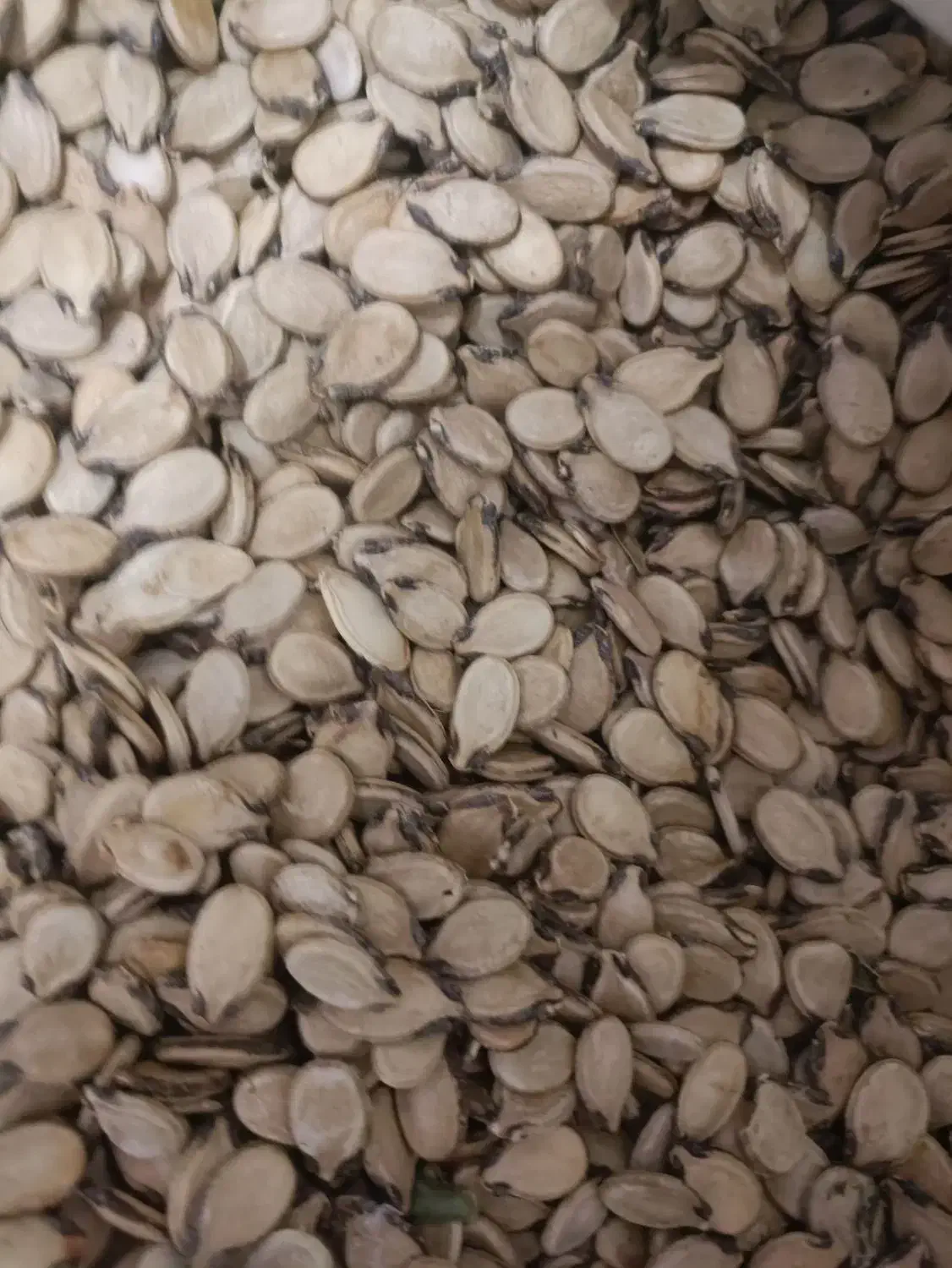 تخمه هندوانه و آفتابگردان وخاکشیر|عمده‌فروشی|سرچهان, |دیوار