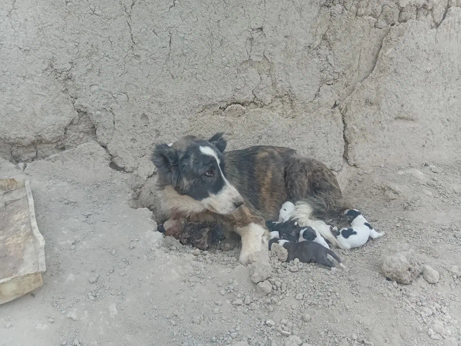 سگ نرولاس|سگ|اصفهان, پرتمان|دیوار