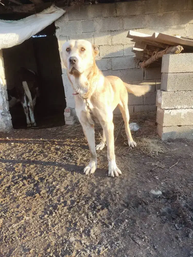 سگ گمشده 15روز بیش|حیوانات|مینودشت, |دیوار