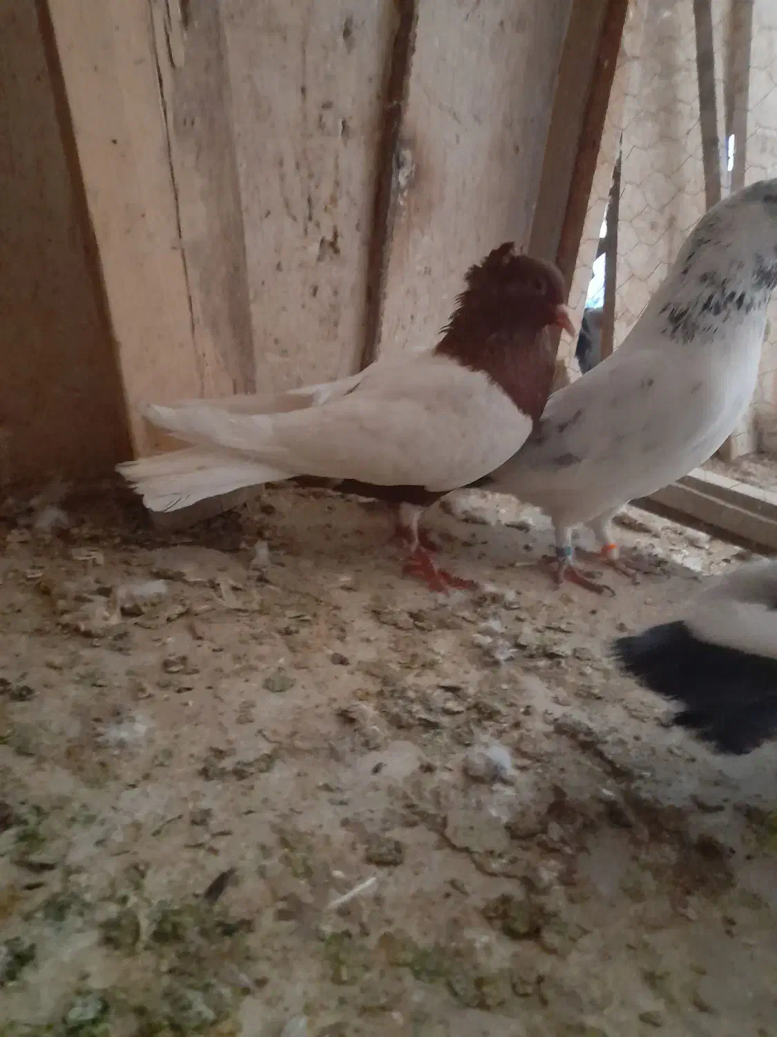 ارشینگل نر|پرنده|قم, کاسه گران|دیوار