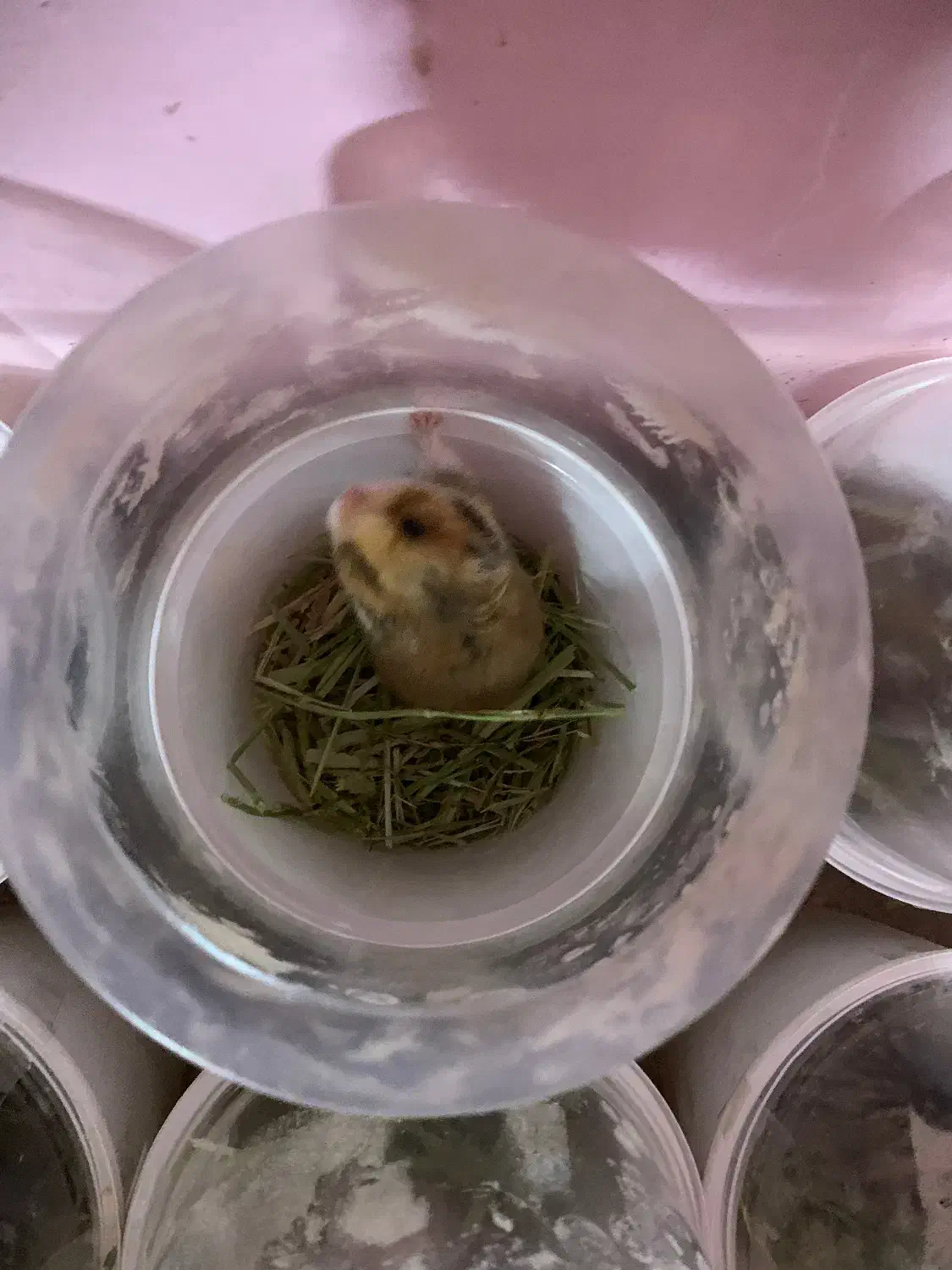 همستر|موش و خرگوش|نجف‌آباد, گلبهار|دیوار