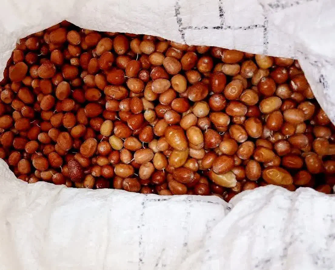 خشکبار|خوردنی و آشامیدنی|قم, ولیعصر|دیوار