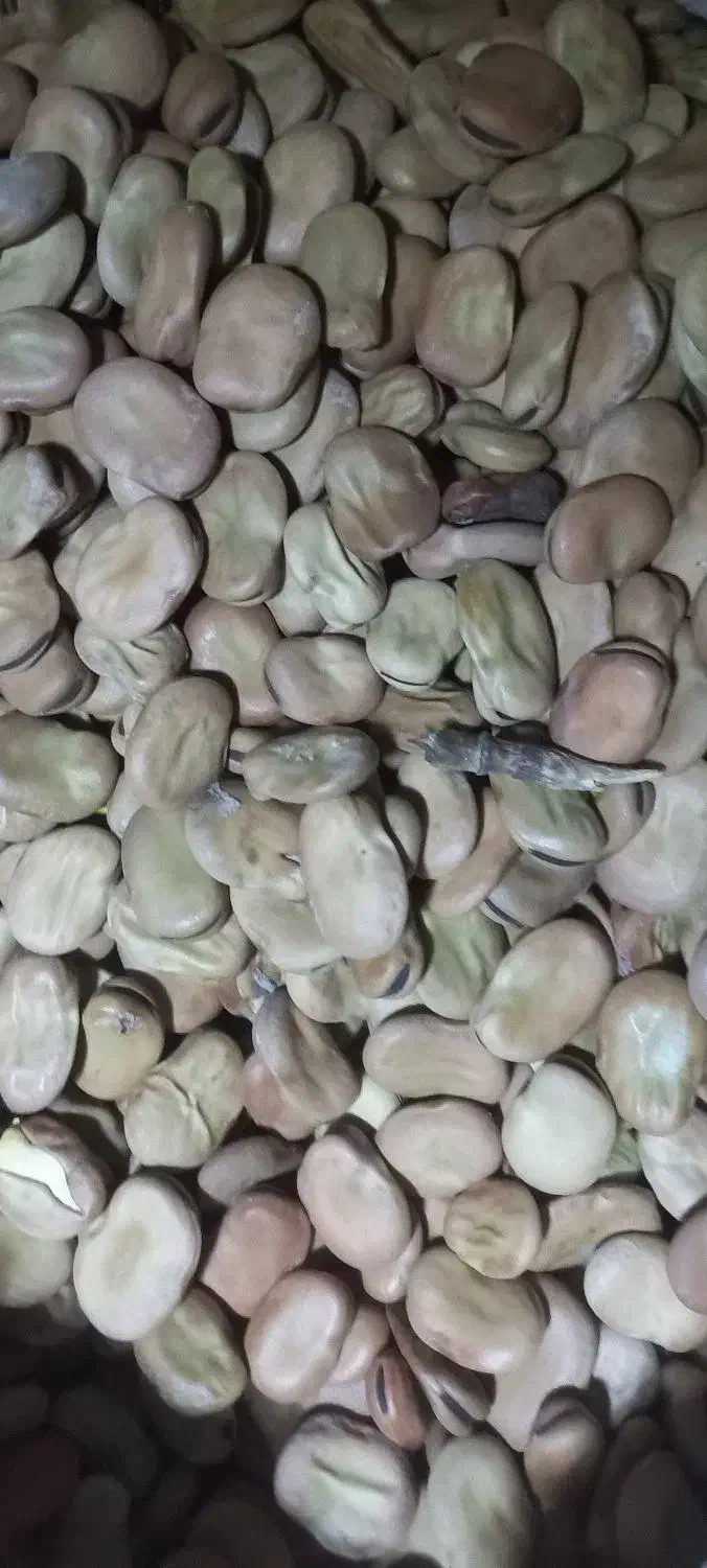 بذر باقلا هیستال نمونه.هشت بند..|خدمات باغبانی و درختکاری|علیآباد کتول, |دیوار