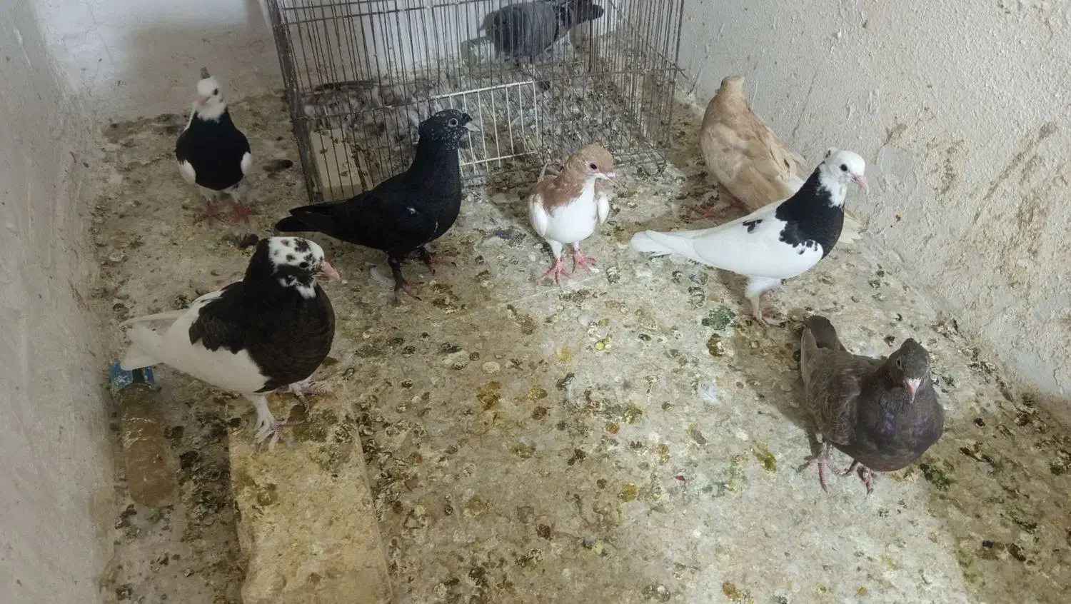 جوجه بهبهانی|پرنده|شیراز, تندگویان|دیوار