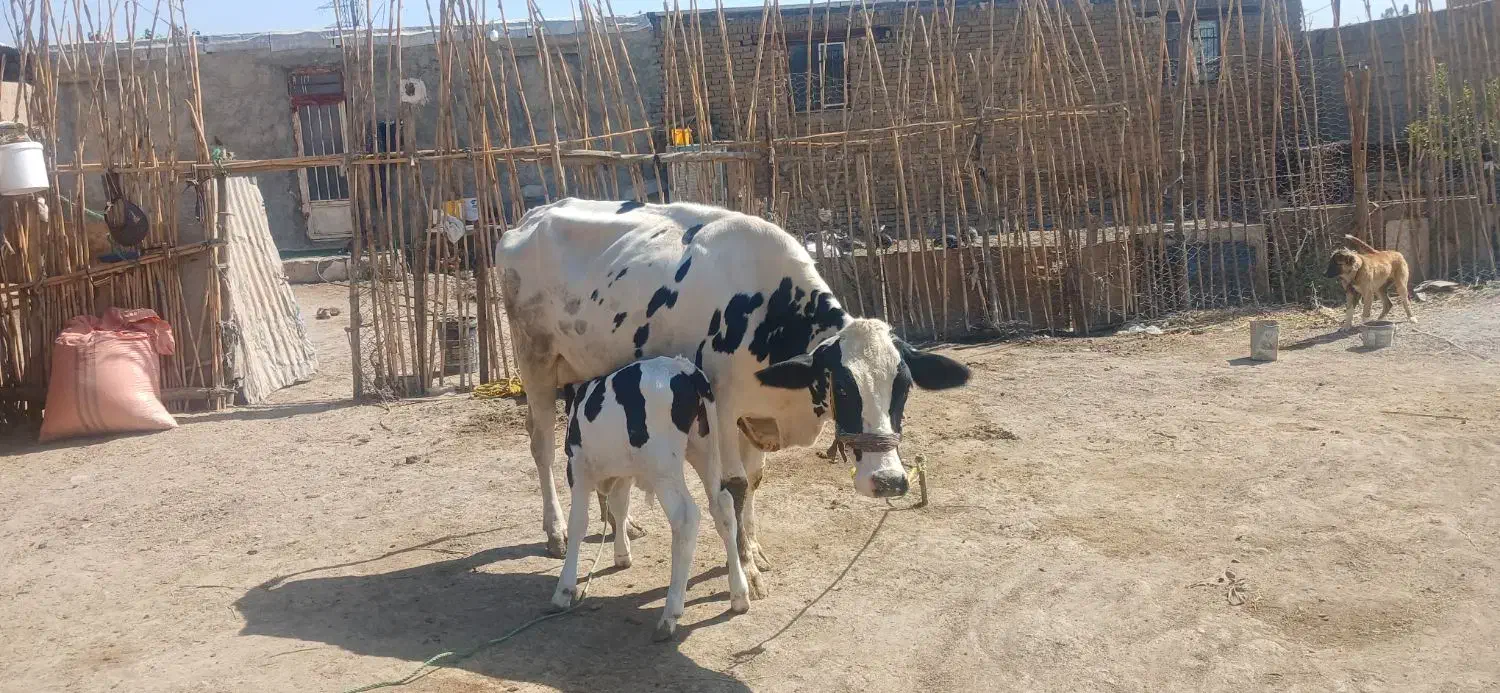 گاوفروش|حیوانات مزرعه|آبدانان, |دیوار