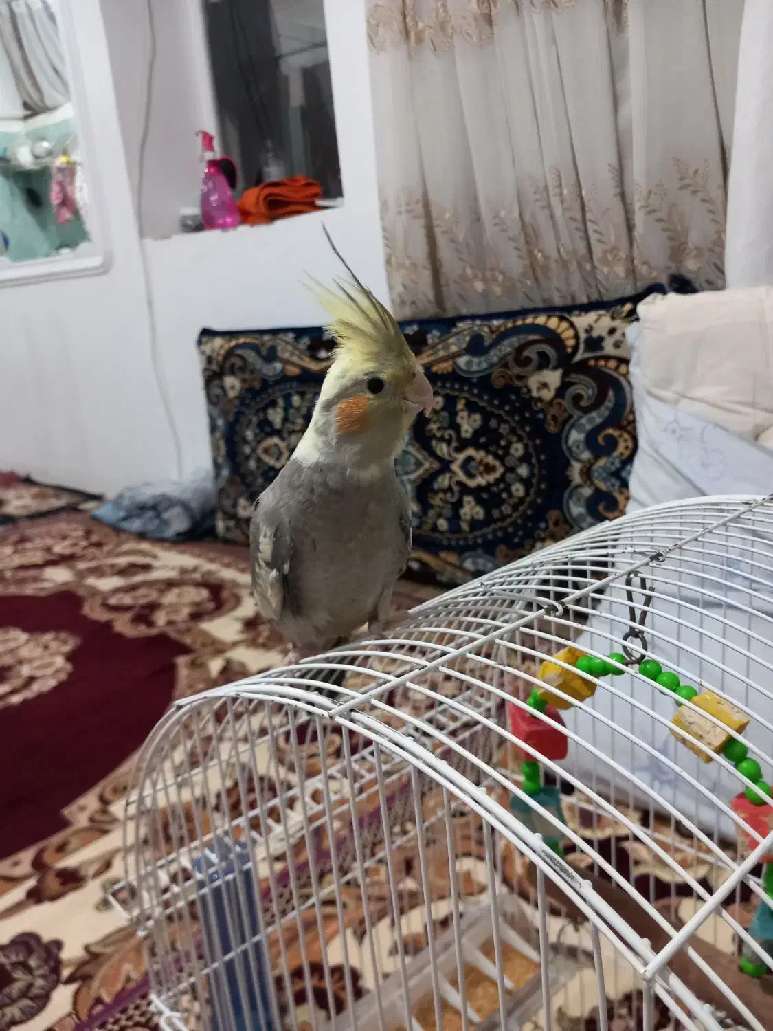 عروس هلندی|پرنده|تبریز, |دیوار