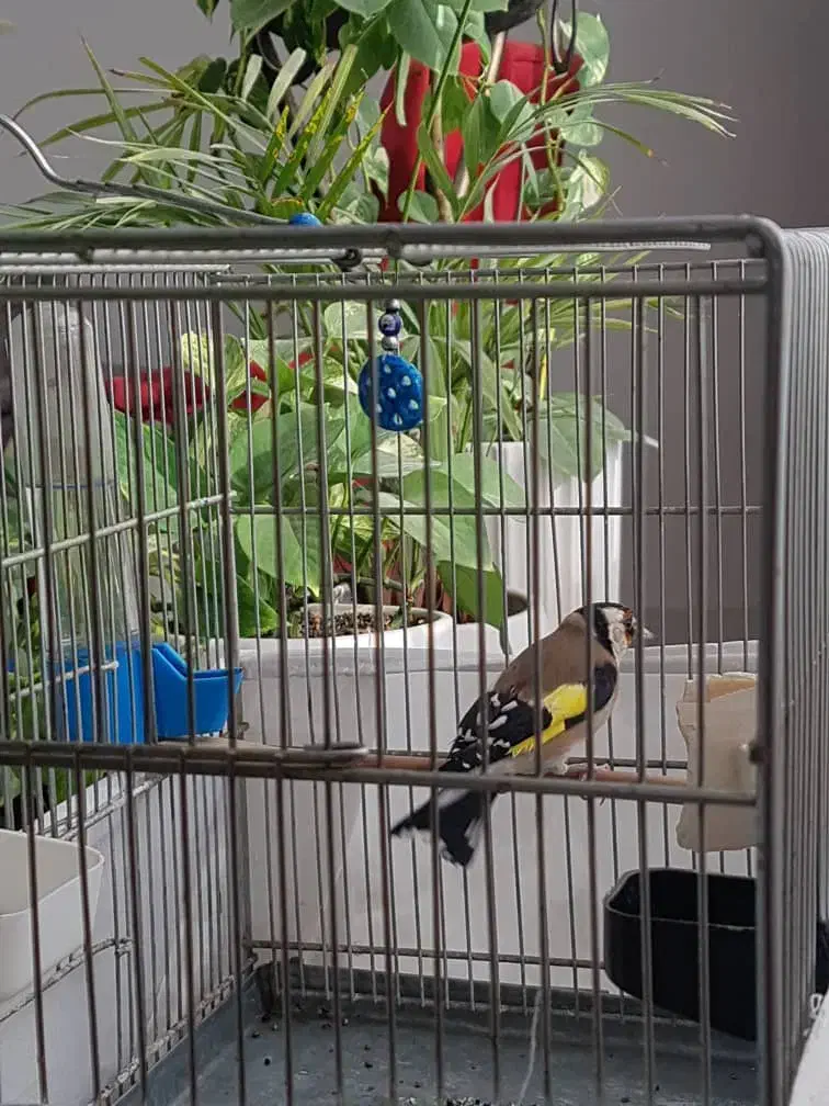 سهره نر درشت|پرنده|رودهن, |دیوار