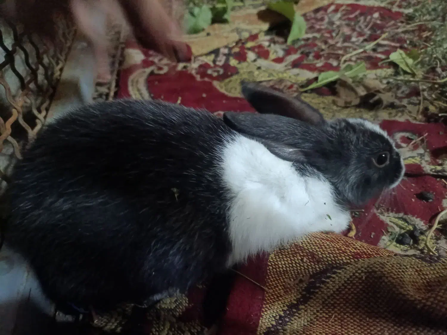 فروش خرگوشی خیلی خوشگل و باهوش|موش و خرگوش|یاسوج, |دیوار