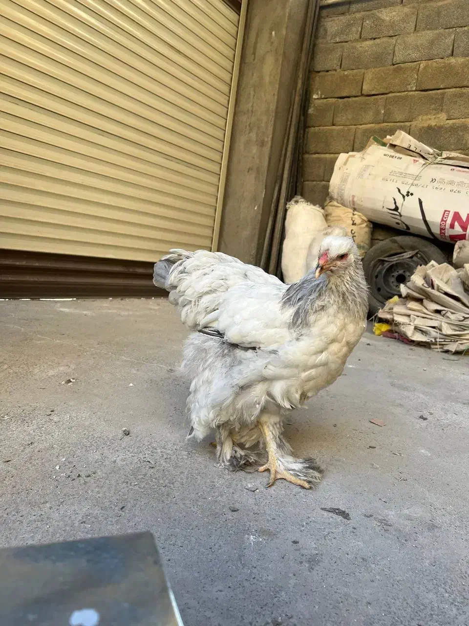 مرغ اصیل براهما بلولایت ۸ ماهه|حیوانات مزرعه|بانه, |دیوار