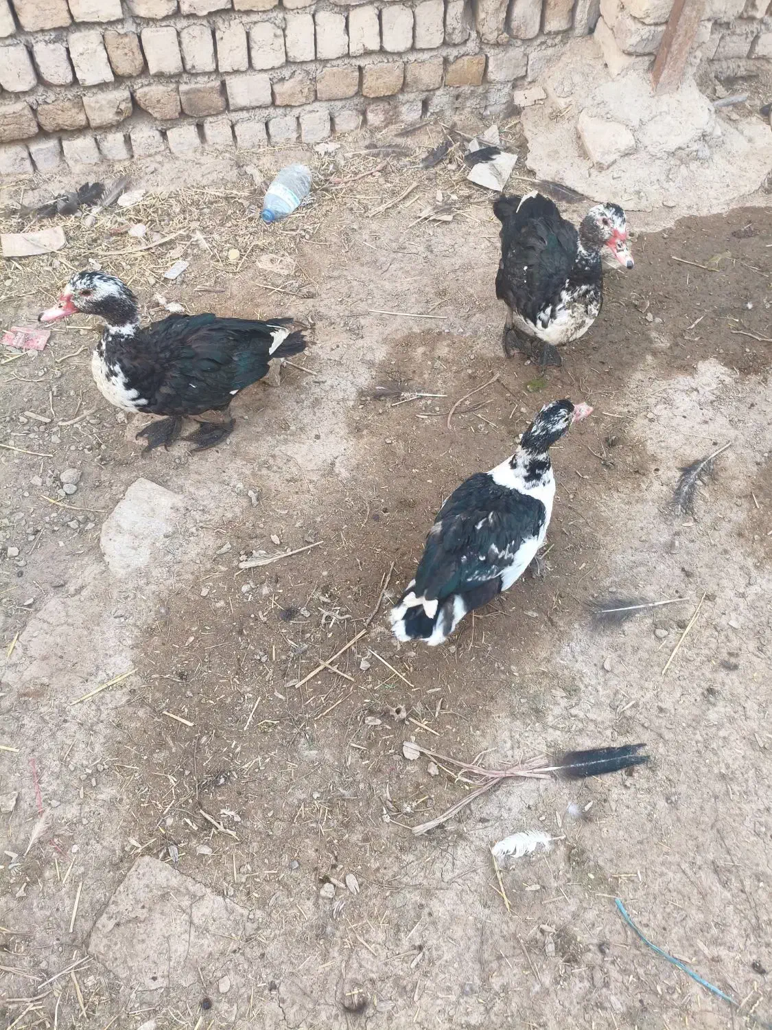 اردک|حیوانات مزرعه|قم, بنیاد|دیوار