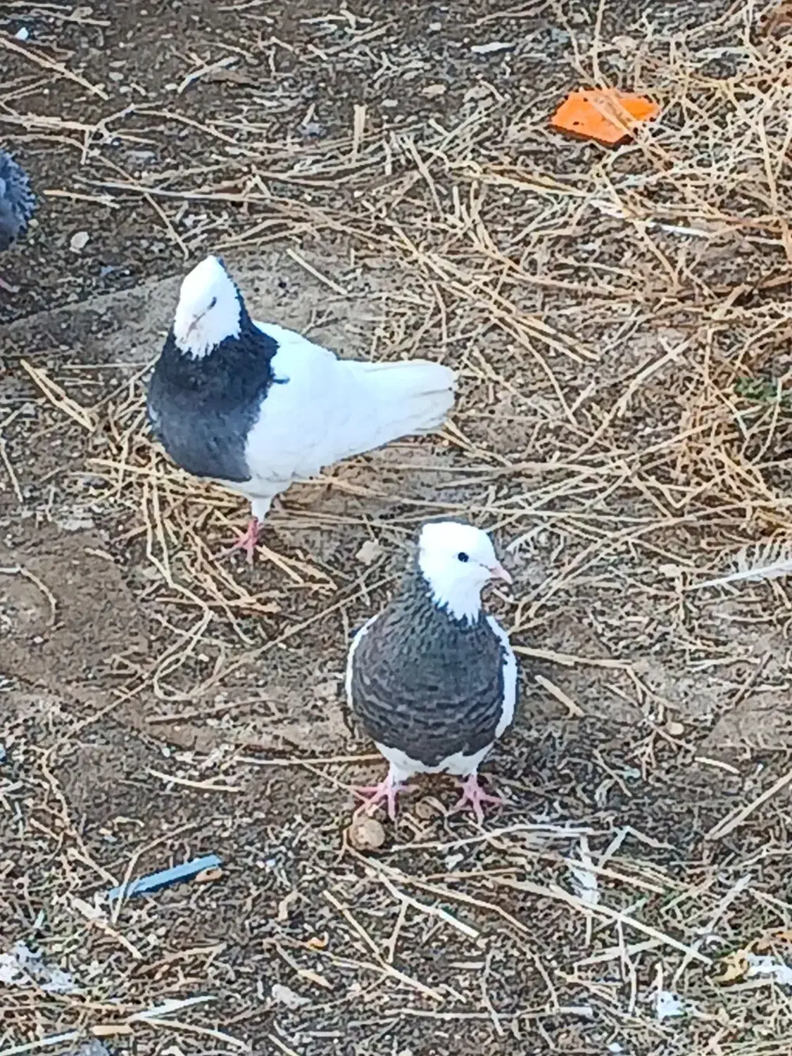 کفتر رنگی|حیوانات مزرعه|مشهد, کوشش|دیوار