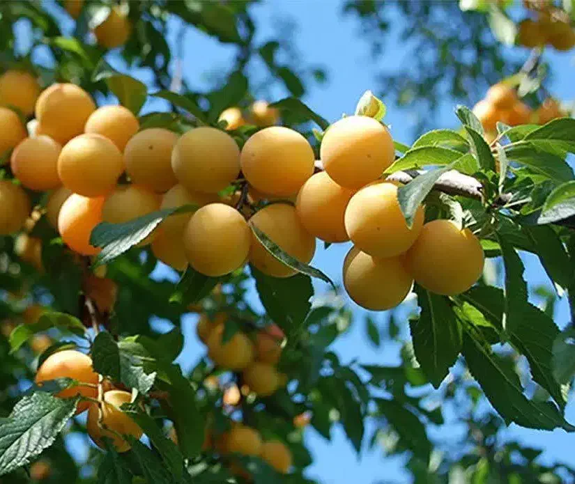 تولید و فروش نهال آلو زرد خورشتی|خدمات باغبانی و درختکاری|تنکمان, |دیوار