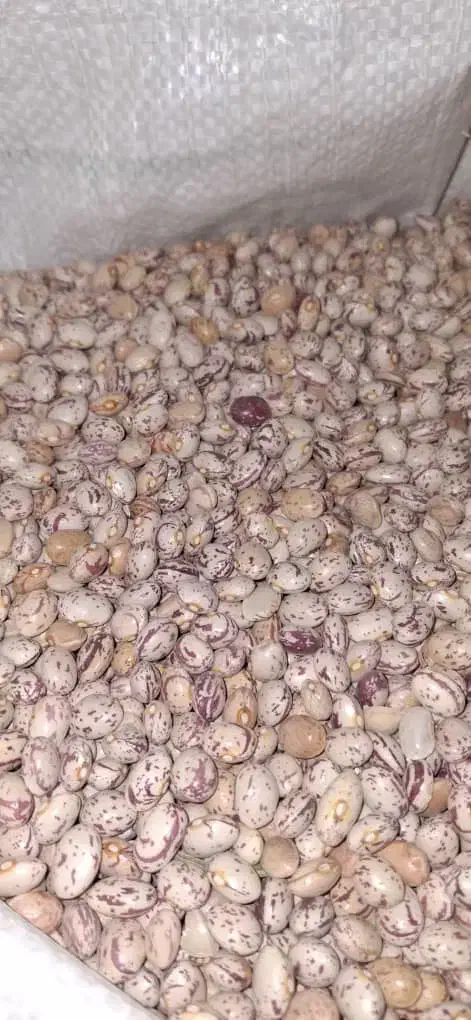 لوبیا چیتی سرحد|عمده‌فروشی|شیراز, گلدشت معالی‌آباد|دیوار