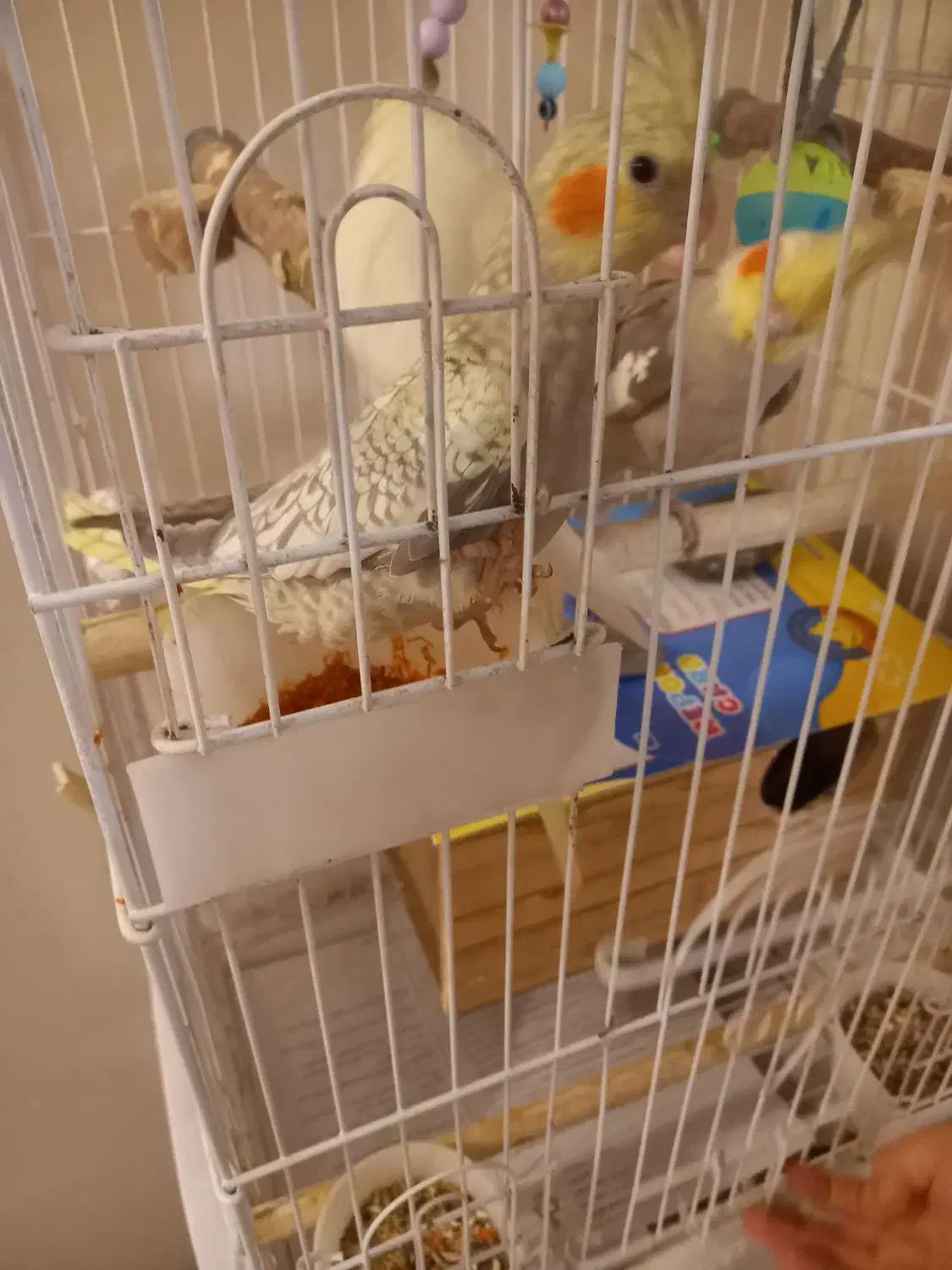 عروس هلندی|پرنده|تهران, سازمان آب|دیوار