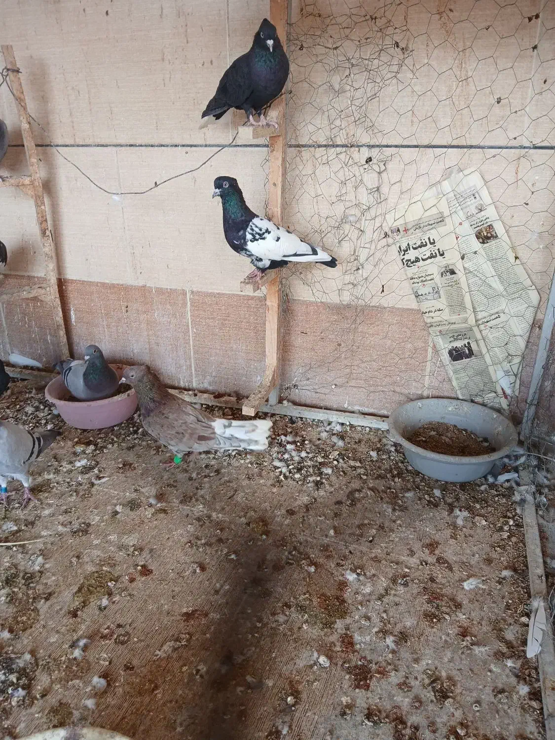 کبوترها فروشی|پرنده|برازجان, |دیوار