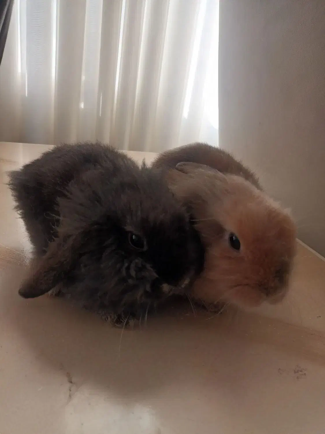 خرگوش لوپ ۲ ماه|موش و خرگوش|علی‌آباد کتول, |دیوار