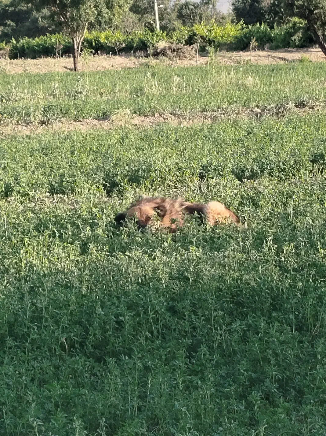 پرس یونجه|لوازم جانبی حیوانات|گلپایگان, |دیوار