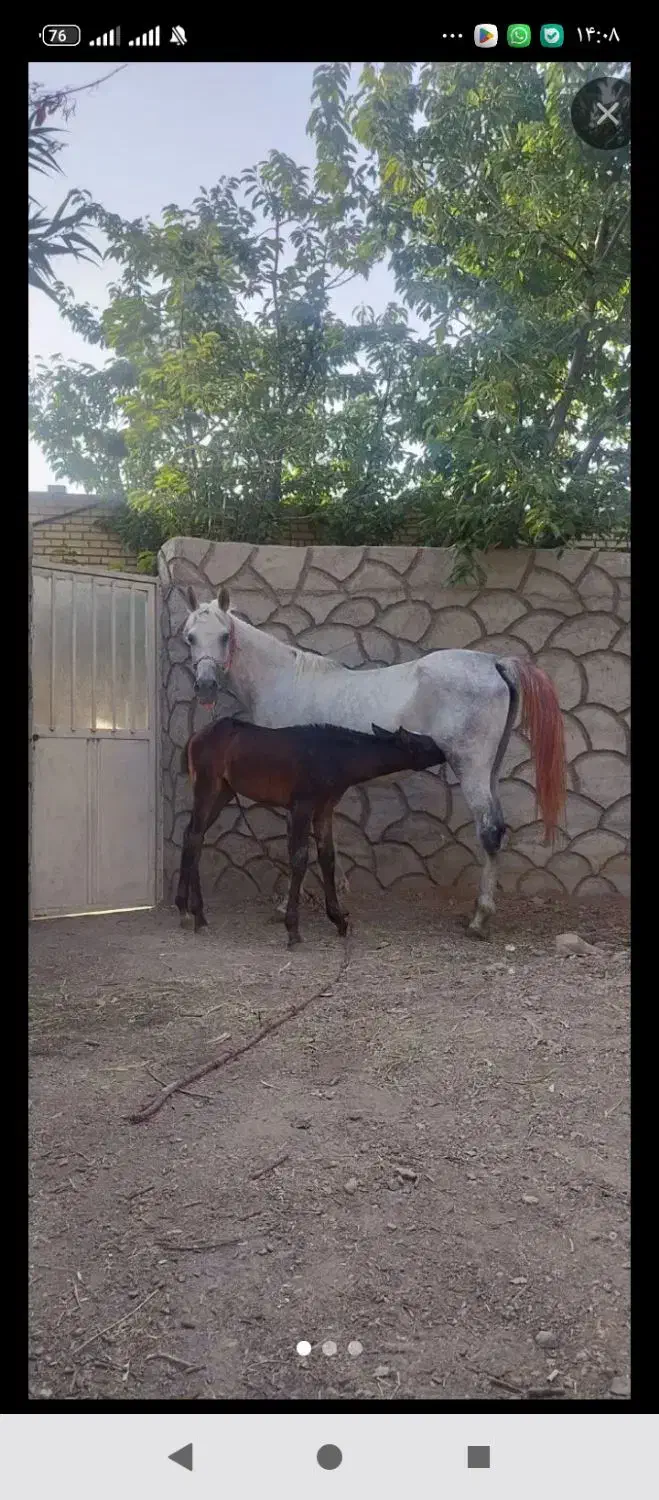 اسب عرب یکسر کره براری مقام دار.باکره زلس|اسب و تجهیزات اسبسواری|یزد, |دیوار