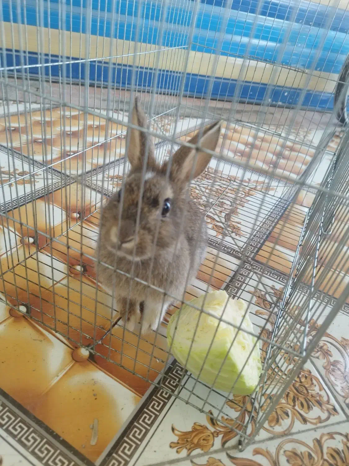 خرگوش|موش و خرگوش|نورآباد, |دیوار