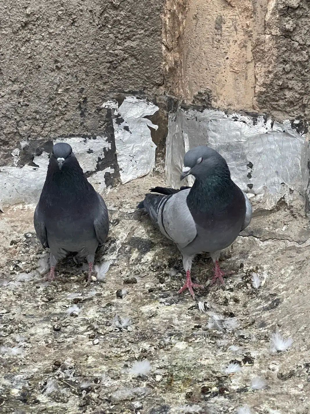 کبوتر|پرنده|اردکان, |دیوار