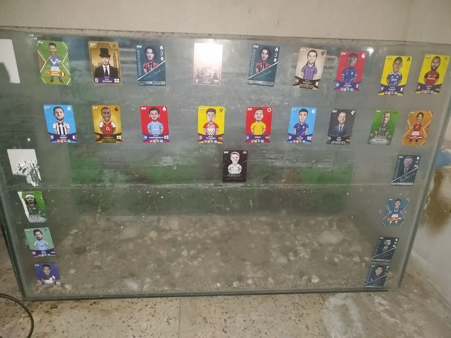 آکواریوم و لوازم|ماهی|مشهد, بهمن|دیوار