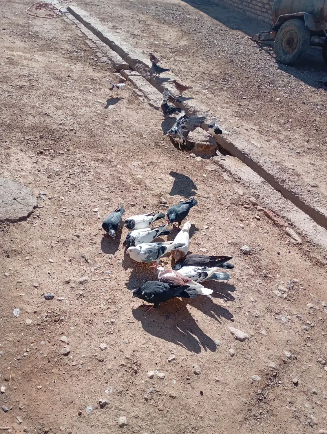 کبوترای بسیار سالم|پرنده|افشار, |دیوار