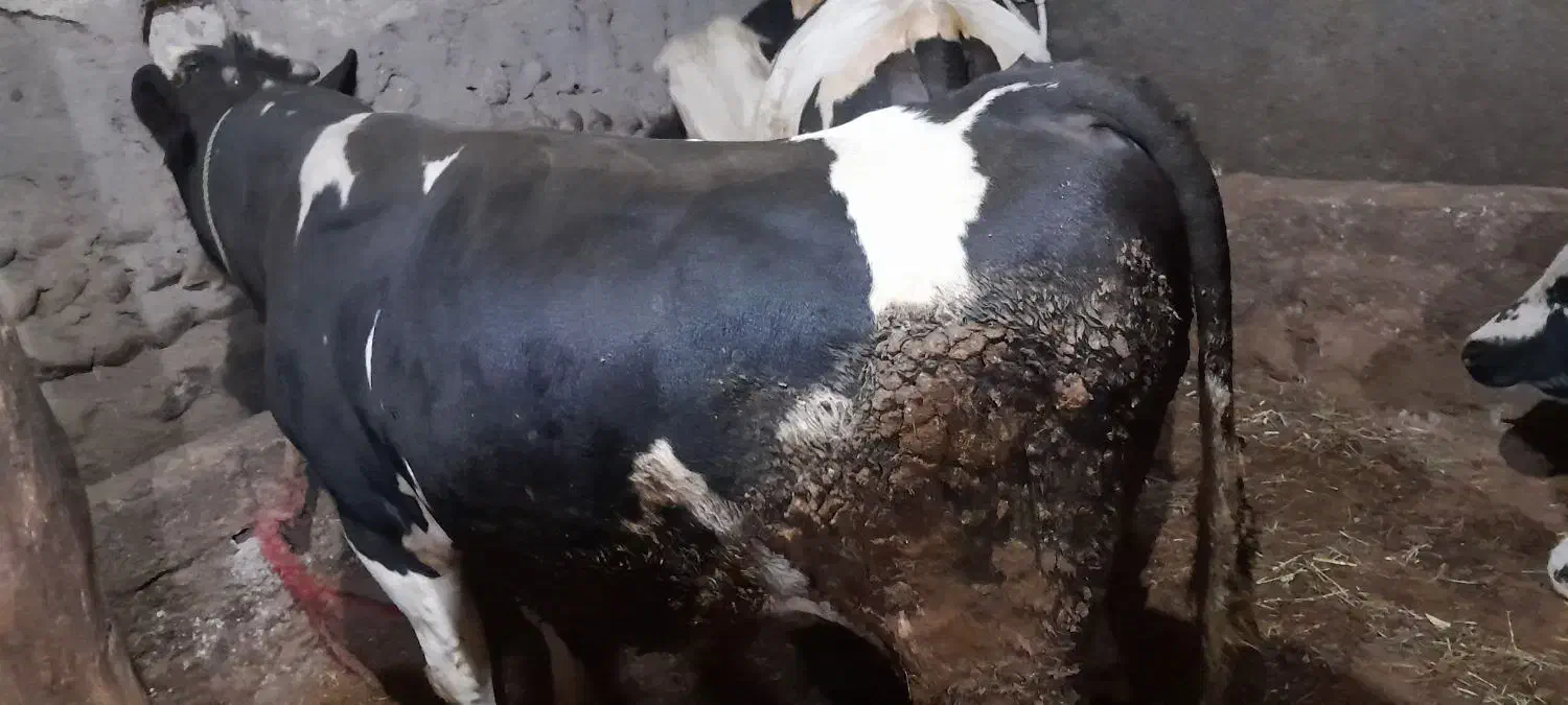 فروش گاو|حیوانات مزرعه|نظر کهریزی, |دیوار