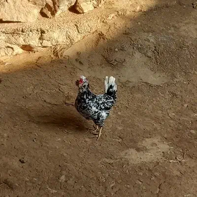 تخم نطفه دار گلین|حیوانات مزرعه|کرمانشاه, |دیوار