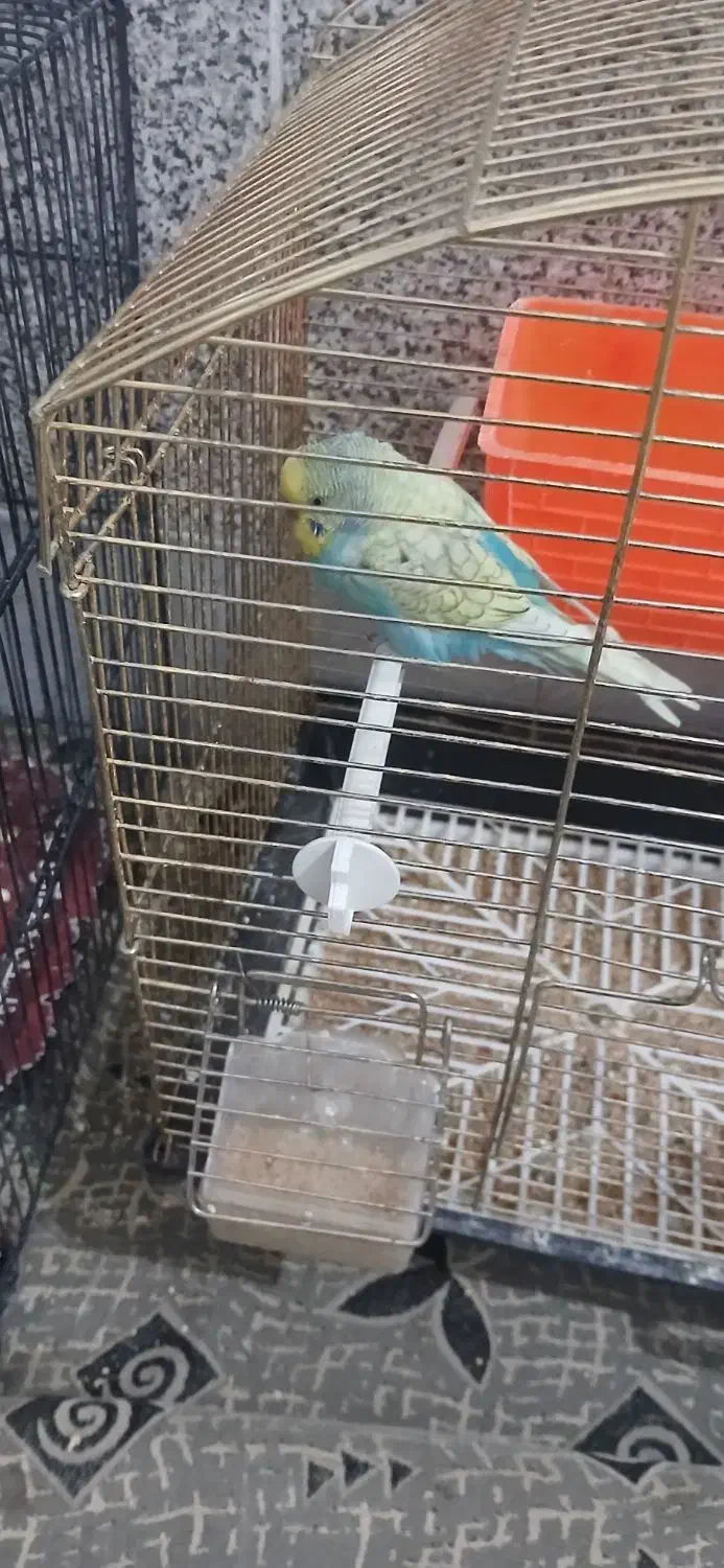 مرغ عشق نر|پرنده|قنوات, |دیوار