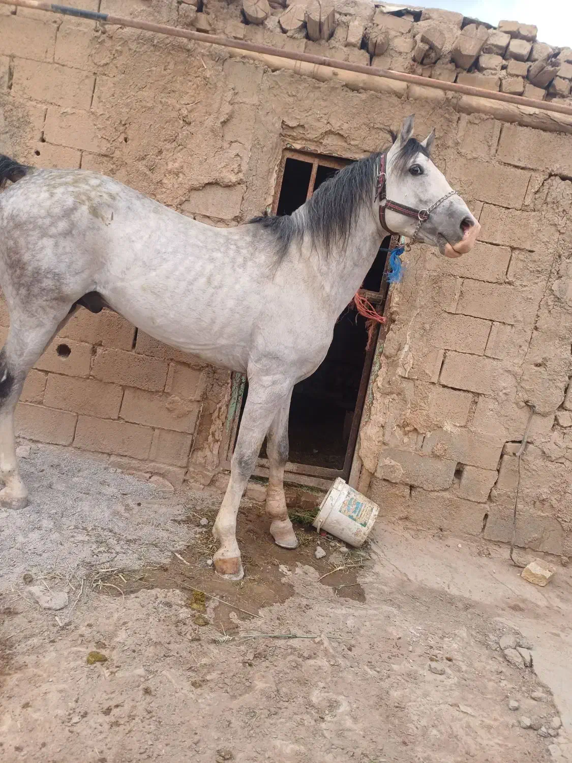 نریون مدارک دار کرد|اسب و تجهیزات اسب‌سواری|شراء, |دیوار