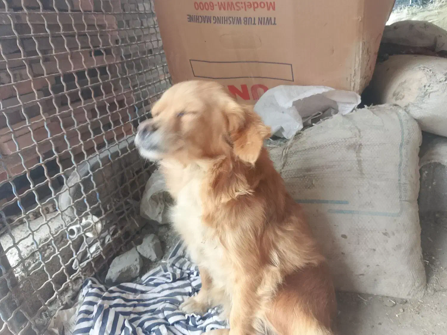 سگ پاکوتا|سگ|گرگان, |دیوار