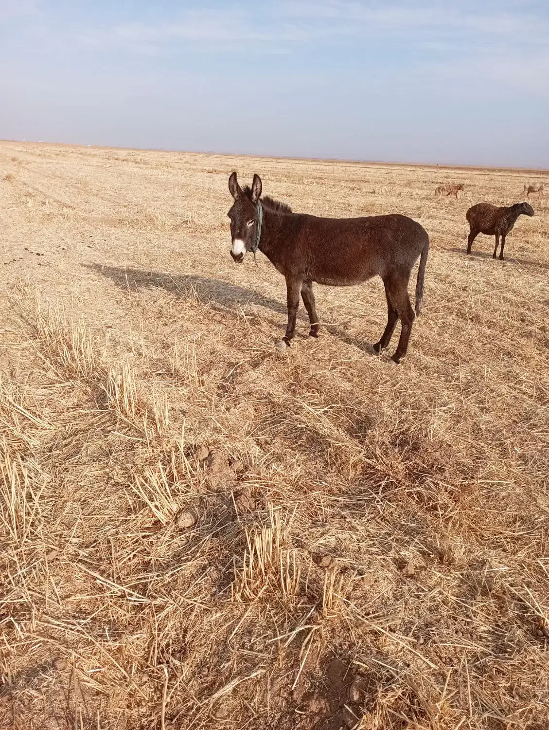 خر رمگی|حیوانات مزرعه|پائین جام, |دیوار