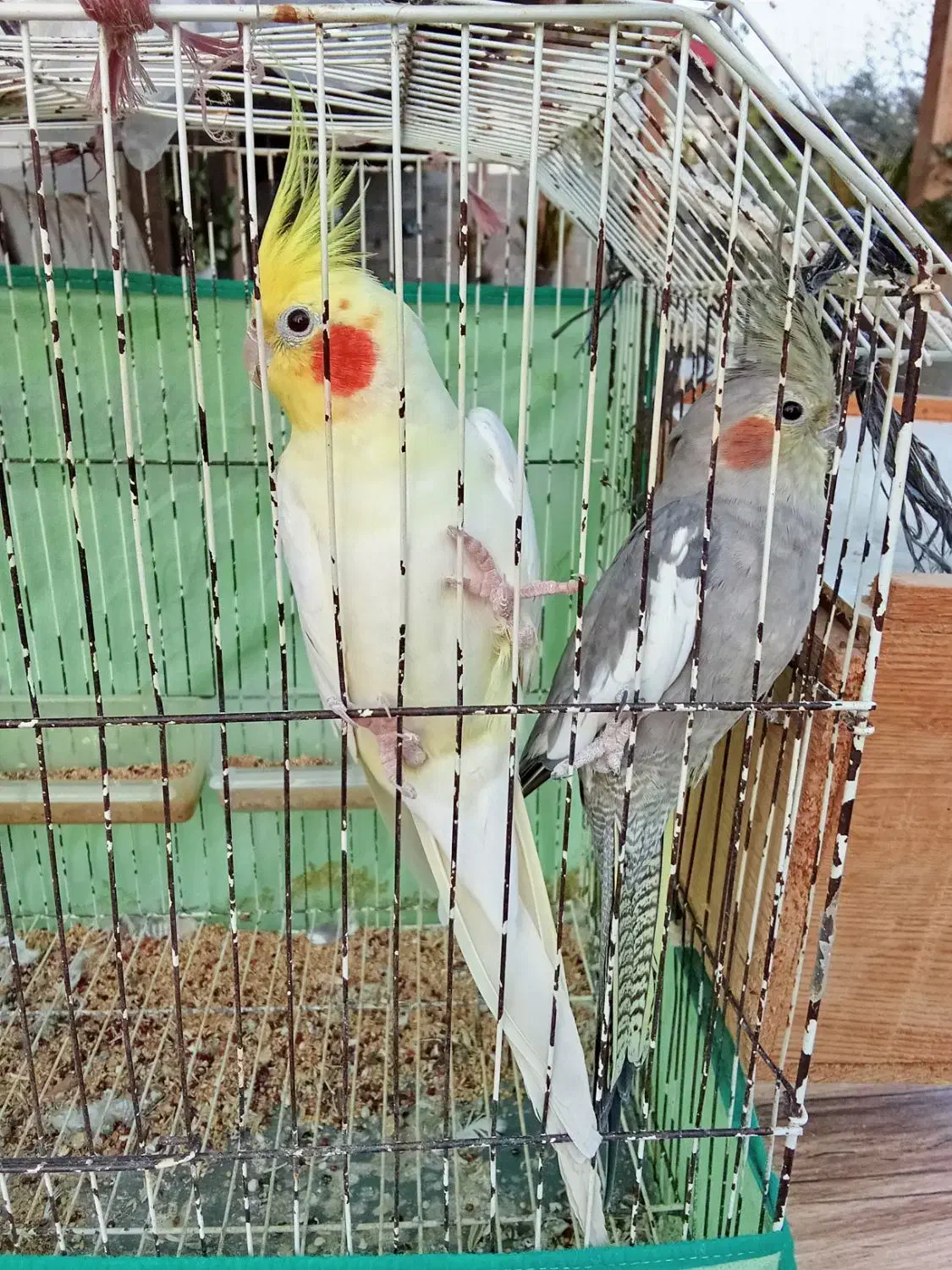 طوطی عروس لوتینو سالم|پرنده|رشت, حومه رشت|دیوار